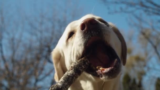 Jasne labrador retriever pies bawi się drewnianym kijem na zewnątrz na zielonej trawie w zwolnionym tempie. Różne poglądy psa czystej krwi bawiącego się na świeżym powietrzu. — Wideo stockowe