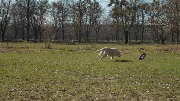 Anjing retriever labrador terang berlari dengan mainan hewan peliharaan di luar ruangan di rumput hijau dalam gerakan lambat. Pandangan yang berbeda dari ras anjing bermain dengan mainan hewan peliharaan di luar ruangan . — Stok Video
