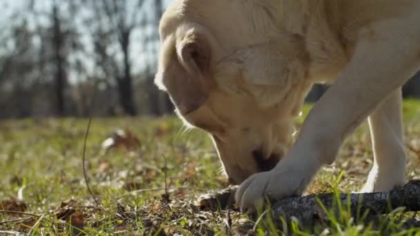 Heller Labrador-Retriever-Hund, der draußen auf grünem Gras in Zeitlupe mit Holzstäbchen spielt. Unterschiedliche Ansichten über reinrassige Hunde, die im Freien spielen. — Stockvideo