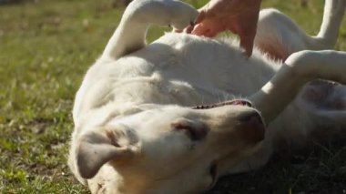 Parlak labrador Retriever köpeği yavaş çekimde yeşil çimlerin üzerinde yatıyor. Evcil hayvan sahipleri dışarıda köpeklerinin karnını okşuyor. Sahibi olan mutlu köpek.