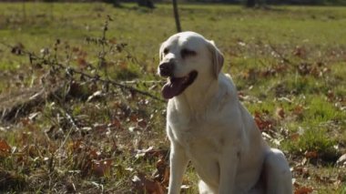 Parlak labrador Retriever köpeği bahar parkında ağır çekimde oturuyor ve uzanıyor. Açık havada oynayan farklı safkan köpek manzaraları..