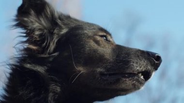 Arka planda mavi gökyüzü olan siyah köpeklerin portresi. Köpeklerin farklı kısımları namlunun ucundadır. Yetişkin köpek ağır çekimde dışarıda.. 