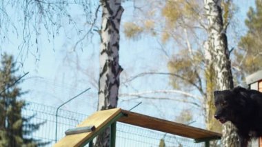 İyi eğitilmiş siyah köpek ağır çekimde açık havada koşuyor. Köpek eğitme süreci, hayvan yapma sahipleri komutları