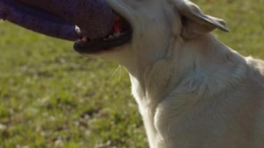 Parlak labrador Retriever köpeği, yeşil çimlerin üzerinde, evcil halka oyuncağıyla yavaş çekimde oynuyor. Açık havada evcil hayvanlarla oynayan safkan köpeklerin farklı görüşleri vardır..