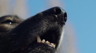 Arka planda mavi gökyüzü olan siyah köpeklerin portresi. Köpeklerin farklı kısımları namlunun ucundadır. Yetişkin köpek ağır çekimde dışarıda.. 
