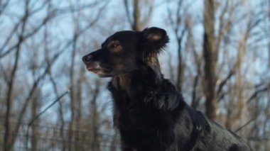 Arka planda mavi gökyüzü olan siyah köpeklerin portresi. Köpeklerin farklı kısımları namlunun ucundadır. Yetişkin köpek ağır çekimde dışarıda.. 