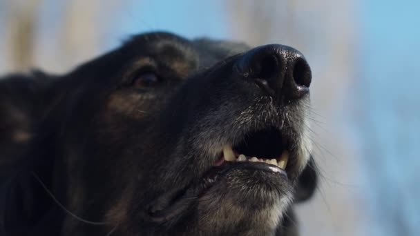 Portrait of black dogs muzzle with blue sky on background. Different part of dogs muzzle in focus. Adult dog outdoors in slow motion. — Stock Video