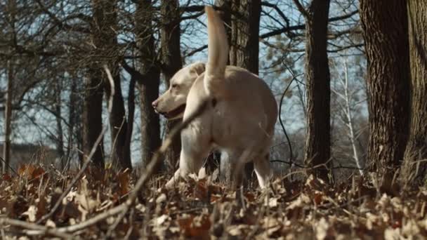 スローモーションで春の公園を屋外で歩く明るいラブラドールの検索犬。屋外で遊ぶ純血犬の異なるビュー. — ストック動画