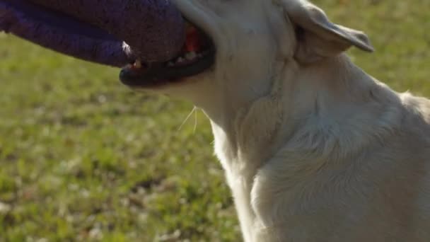 Parlak labrador Retriever köpeği, yeşil çimlerin üzerinde, evcil halka oyuncağıyla yavaş çekimde oynuyor. Açık havada evcil hayvanlarla oynayan safkan köpeklerin farklı görüşleri vardır.. — Stok video