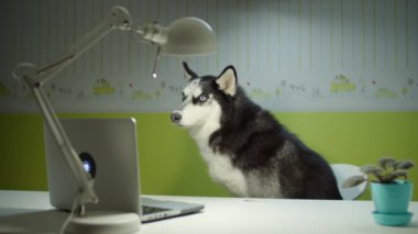 Sibirya Husky köpeği sandalyede oturup dizüstü bilgisayar izliyor. Evde evcil hayvan eğitimi var. Komik çalışma konsepti. 