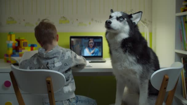 Przedszkolak robi pracę domową online z husky dog siedzi na krześle. Dzieciak siedzi przy biurku i uczy się online z nauczycielem na ekranie laptopa w domu. — Wideo stockowe