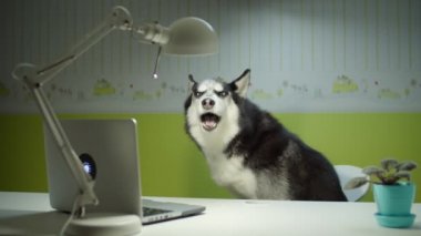 Sibirya Husky köpeği koltuğa oturmuş dizüstü bilgisayar izlerken şarkı söylüyor. Evde evcil hayvan eğitimi var. Komik çalışma konsepti. 