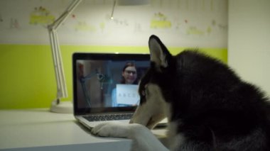 Sibirya Husky köpeği sandalyede oturuyor ve bayan öğretmenle dizüstü bilgisayar izliyor. Evde evcil hayvan eğitimi var. Komik çalışma konsepti. 
