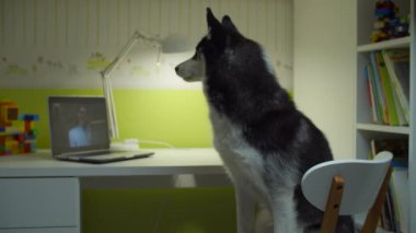 Sibirya Husky köpeği sandalyede oturuyor ve bayan öğretmenle dizüstü bilgisayar izliyor. Evde evcil hayvan eğitimi var. Komik çalışma konsepti. 