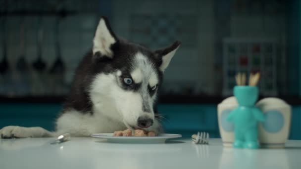 Perro Husky siberiano blanco y negro comiendo comida del plato con tenedor y cuchillo en la mesa de la cocina en cámara lenta. Cabeza de perro comiendo en la mesa en casa . — Vídeo de stock