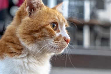 kedi portresi başrolde