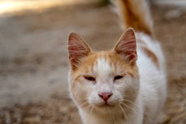 kedi portresi sana bakıyor.