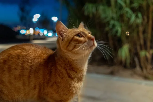 Kedi Portresi Yemek Istiyor — Stok fotoğraf