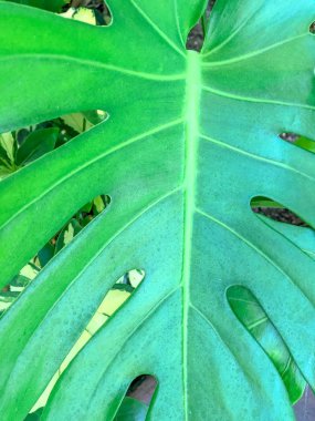 Tropik bitki yaprakları yeşil