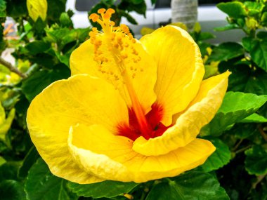 Tropikal çiçek sarısı