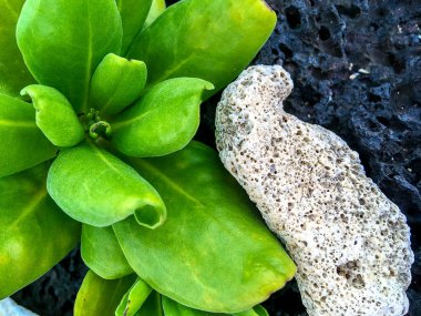 tropical plants on lava rocks