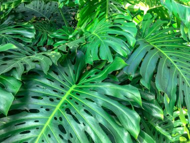 palm leaves green massive