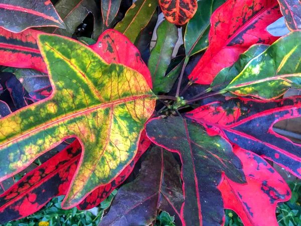 Trópusi Növény Levelek Textúra — Stock Fotó