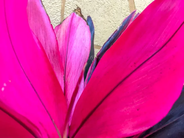 Tropische Bloesem Roze — Stockfoto