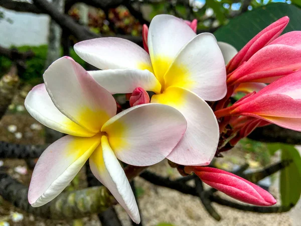 Fleur Tropicale Fleur Jaune Blanc — Photo