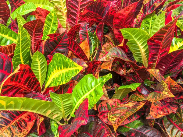 Bunga Tropis Mekar Merah Dan Hijau — Stok Foto