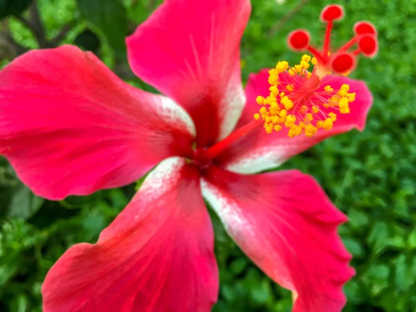 Tropical Flower Blossom Red — Stock Photo, Image