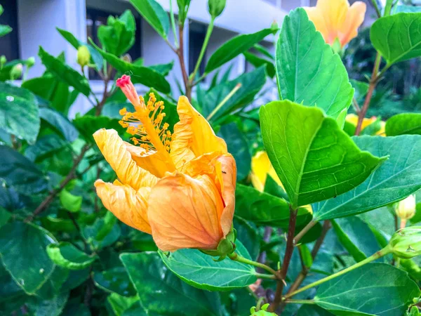 Flor Tropical Flor Amarilla —  Fotos de Stock
