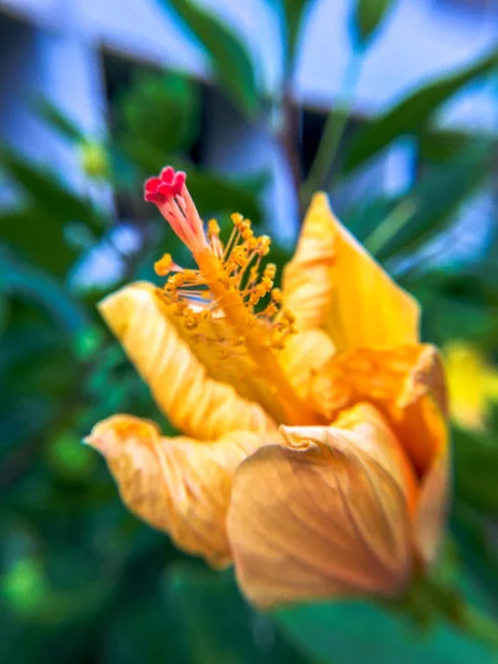 Tropikal Çiçek Sarısı — Stok fotoğraf