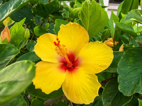 Flor Tropical Flor Amarillo Hibisco —  Fotos de Stock