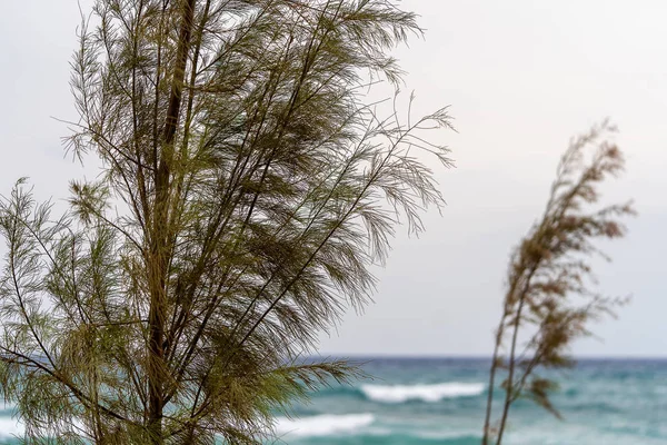 Árbol Con Viento Cerca Del Mar Durante Tormenta —  Fotos de Stock