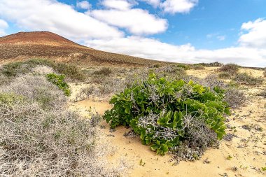 Volkan yamacındaki yeşil çalı
