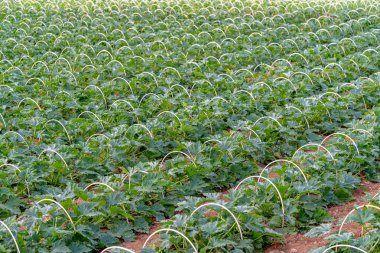 üzüm fidanlığı çalılıkları sıra sıra