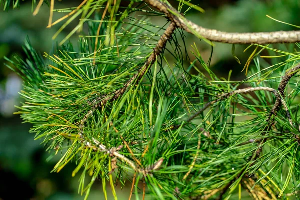Green Colored Pine Branch — Stock Photo, Image