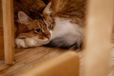 Şirin tekir kedi yerde oturuyor