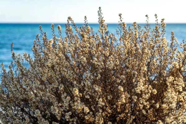 Cespugli Fiore Vicino Mare — Foto Stock