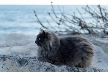 Şirin kedi yakın plan portresi.