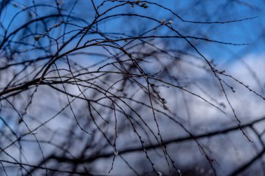 early spring trees and leaves kidneys beautiful nature