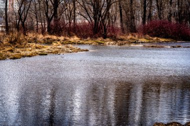 early spring trees and leaves kidneys beautiful nature
