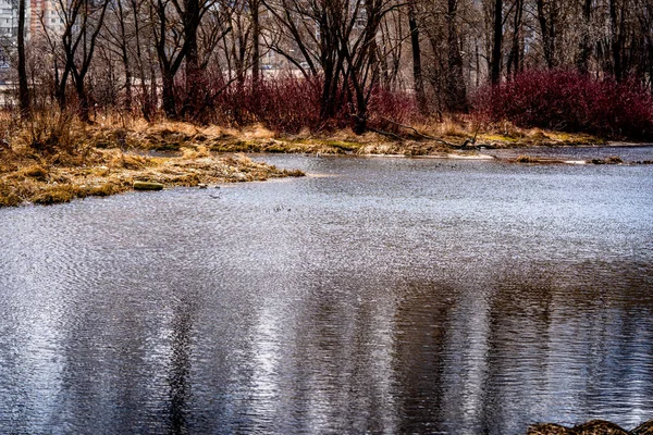 Early Spring Trees Leaves Kidneys Beautiful Nature — Stok fotoğraf