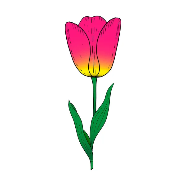 Tulip drawing Images - Search Images on Everypixel