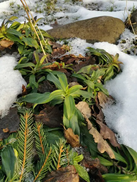Melted snow in the spring with brown leaves, spring in March.Green grass under the snow.Melting snow.The first greens and flowers.Spring