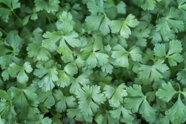 Büyüyen doğal taze maydanoz