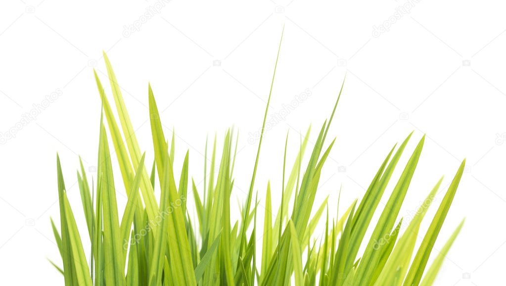 Green Grasses Isolated On White Background