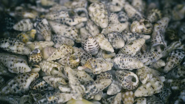 Heap Of Sea Shells — Stock Photo, Image