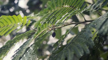 Seçici odak bir tesisi